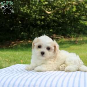 Kylie, Shih-Poo Puppy